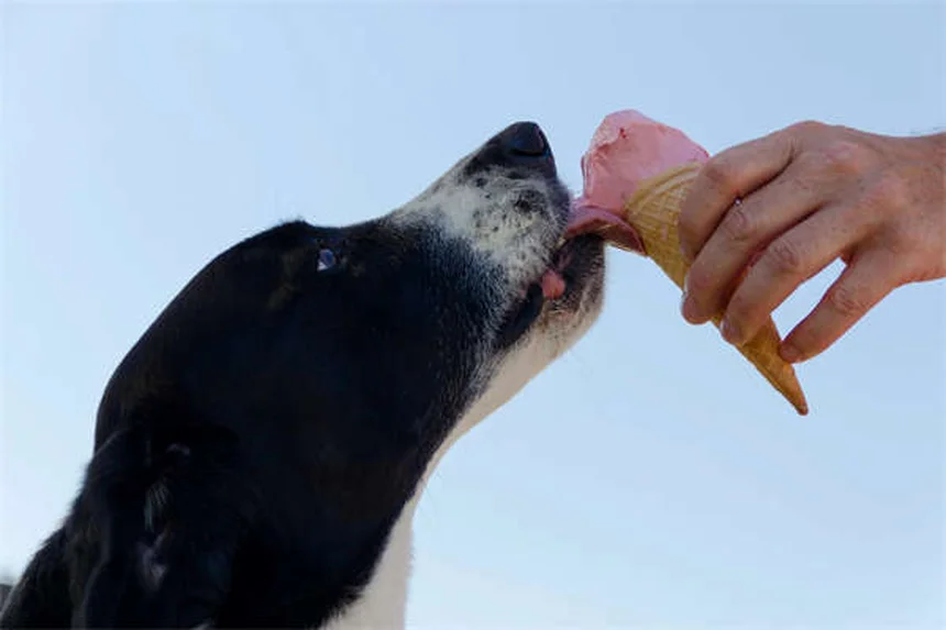 Why Does My Dog Eat Dirt? 5 Surprising Reasons & How to Stop It
