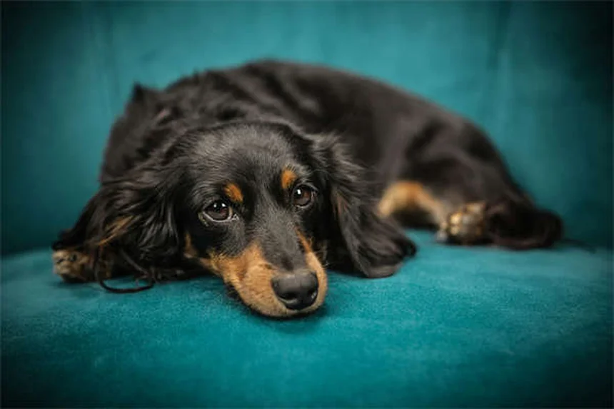 Dog Zoomies Explained: Why Your Pup Goes Crazy Running in Circles