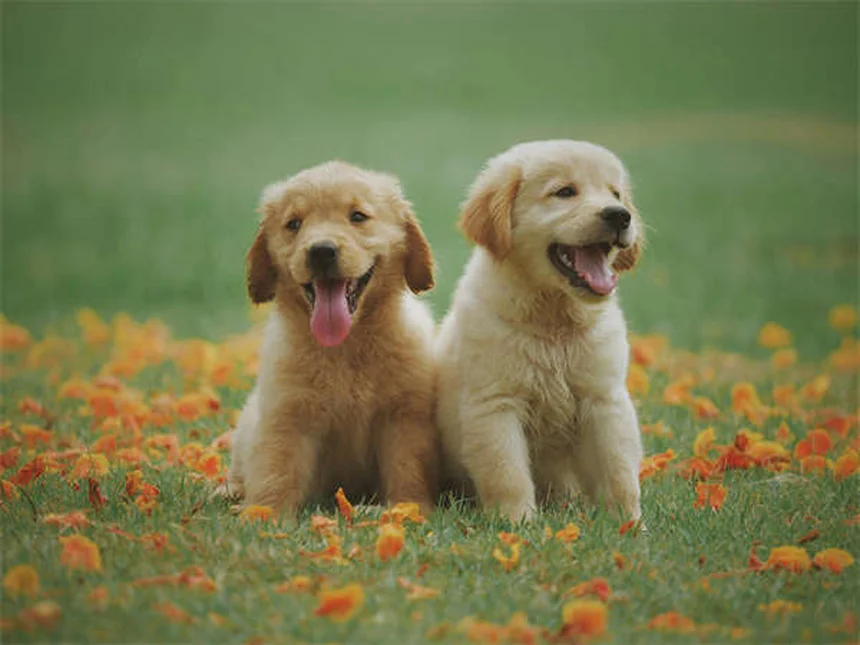 Dog Zoomies Explained: Why Your Pup Goes Crazy Running in Circles
