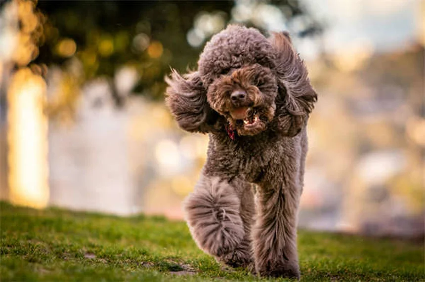 Dog Zoomies Explained: Why Your Pup Goes Crazy Running in Circles