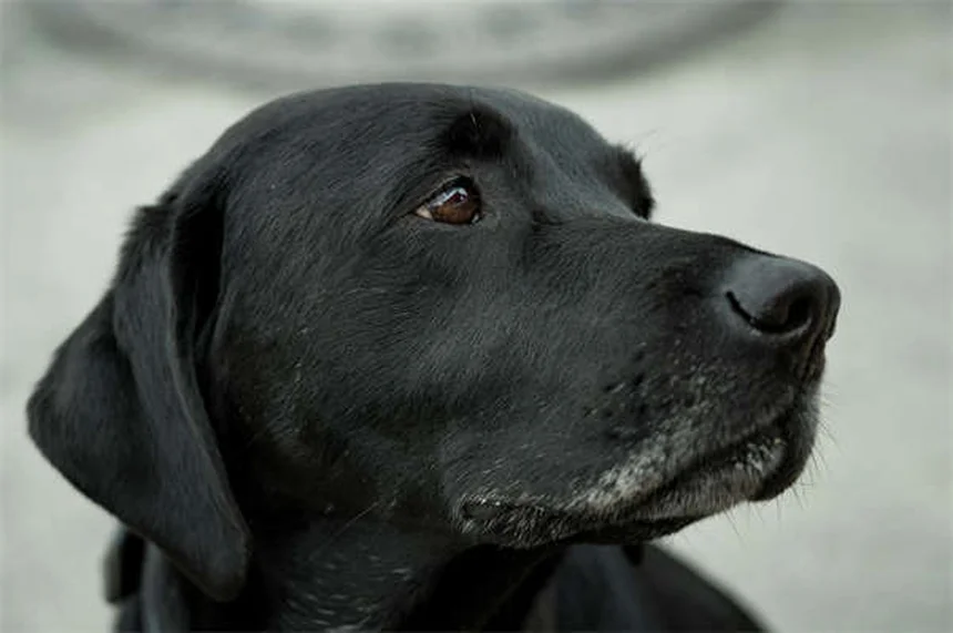 5 Essential Blood Tests Your Dog or Cat Needs for Optimal Health