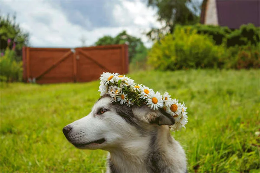 5 Essential Blood Tests Your Dog or Cat Needs for Optimal Health