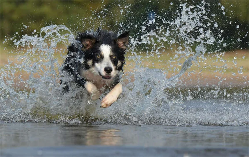 Dog Lethargy: 5 Warning Signs & When to Call Your Vet
