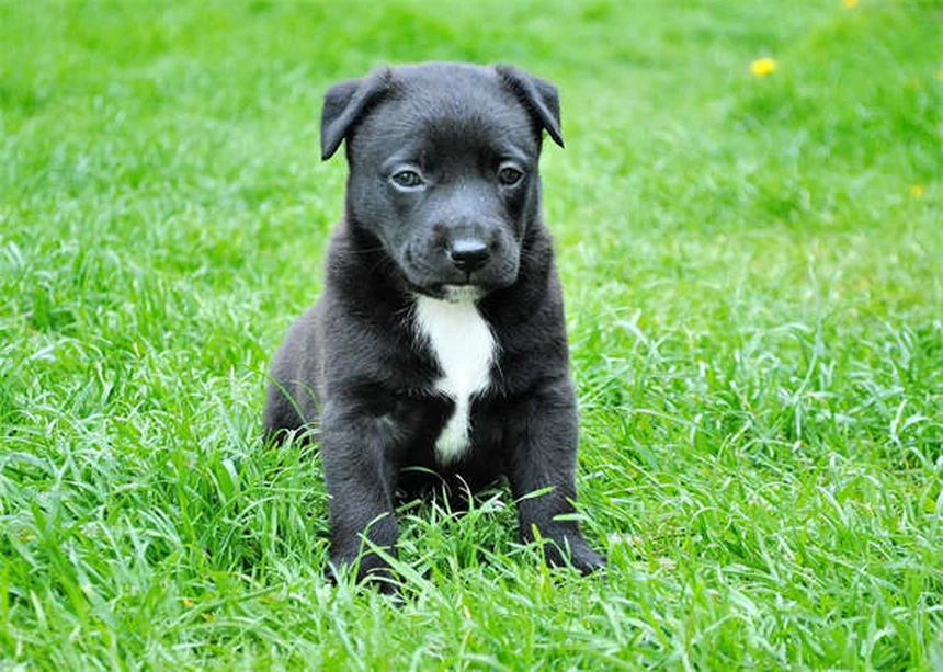 Dog Lethargy: 5 Warning Signs & When to Call Your Vet