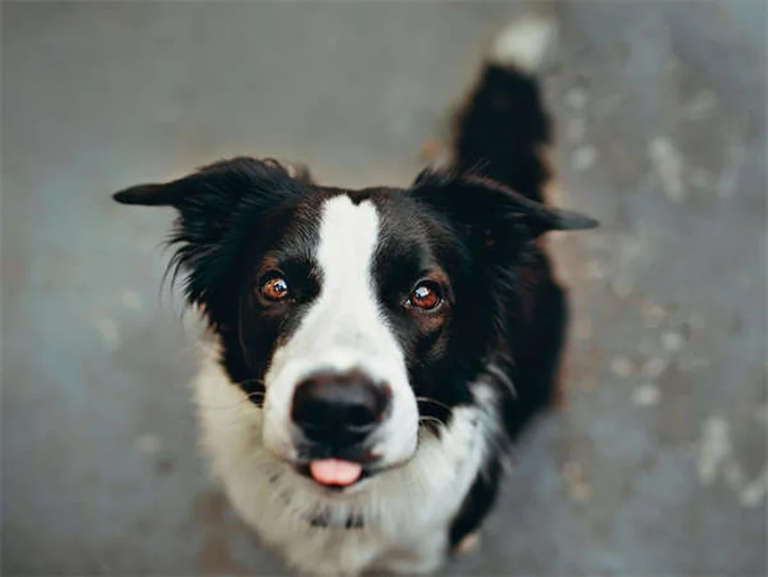 Dog Lethargy: 5 Warning Signs & When to Call Your Vet