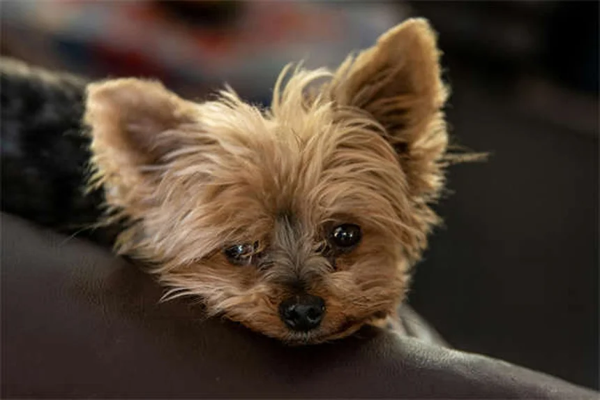 Dog Lethargy: 5 Warning Signs & When to Call Your Vet