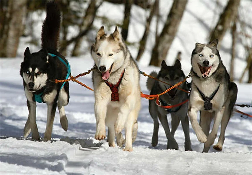 Best Flea and Tick Prevention for Dogs: Keep Your Pup Safe Year-Round