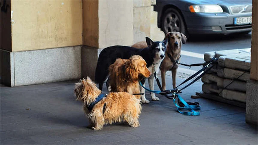 Best Flea and Tick Prevention for Dogs: Keep Your Pup Safe Year-Round