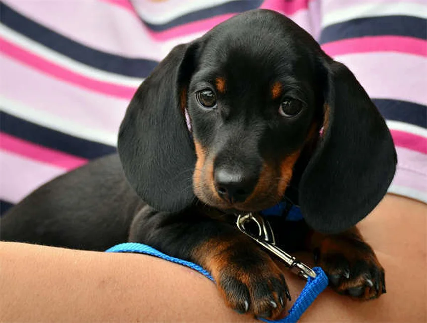 Best Flea and Tick Prevention for Dogs: Keep Your Pup Safe Year-Round