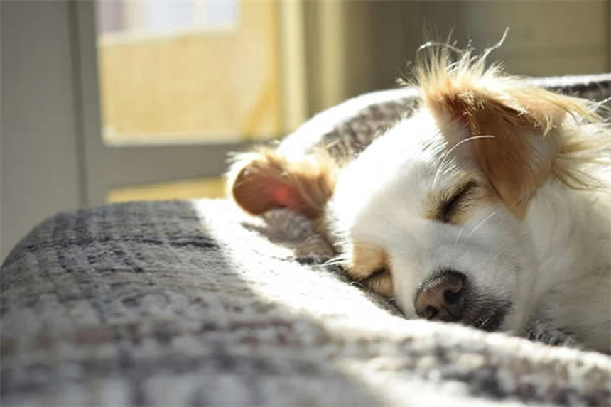 Best Flea and Tick Prevention for Dogs: Keep Your Pup Safe Year-Round