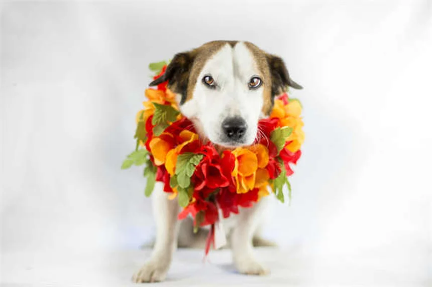 Dog Eye Discharge: 5 Types & When to See a Vet