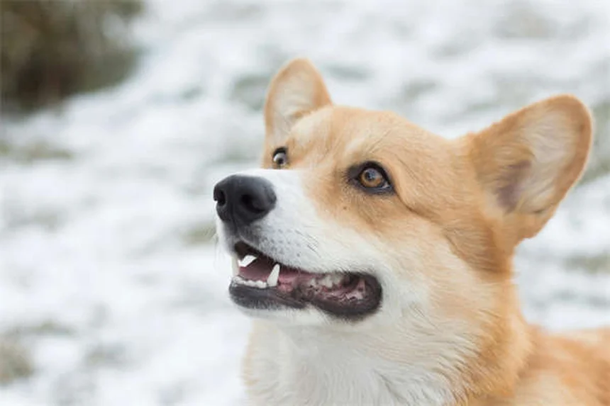 Dog Eye Discharge: 5 Types & When to See a Vet