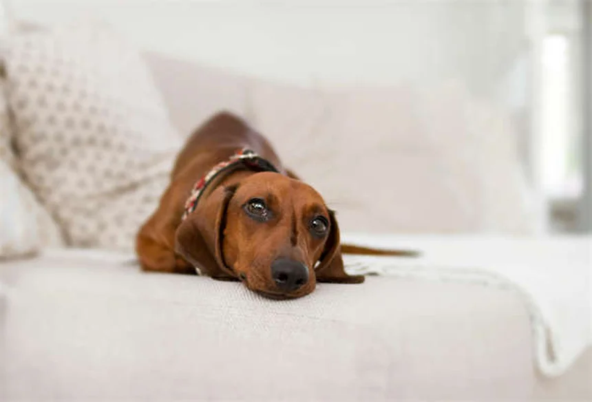 Dog Eye Discharge: 5 Types & When to See a Vet