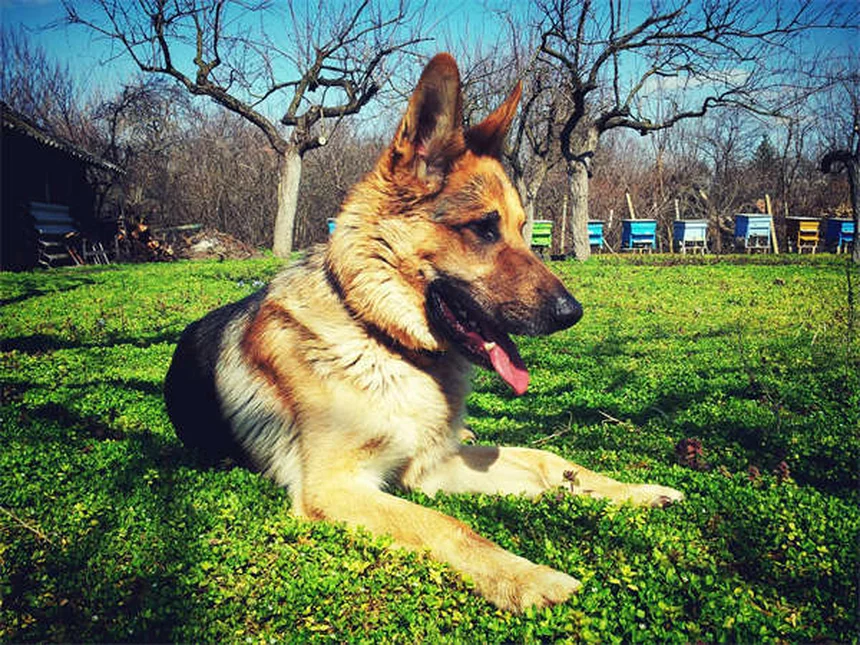 How to Get Rid of Fleas in Your Yard Fast (5 Proven Methods)